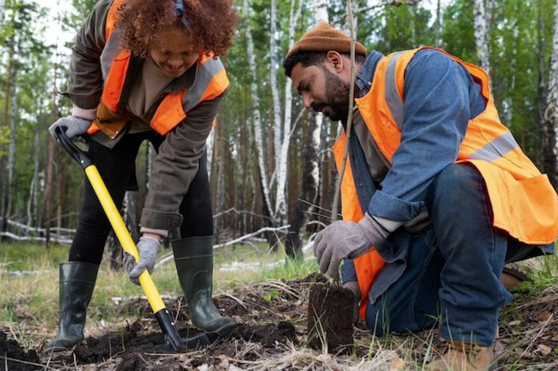 Tree Surveying Taunton, Somerset and Wellington