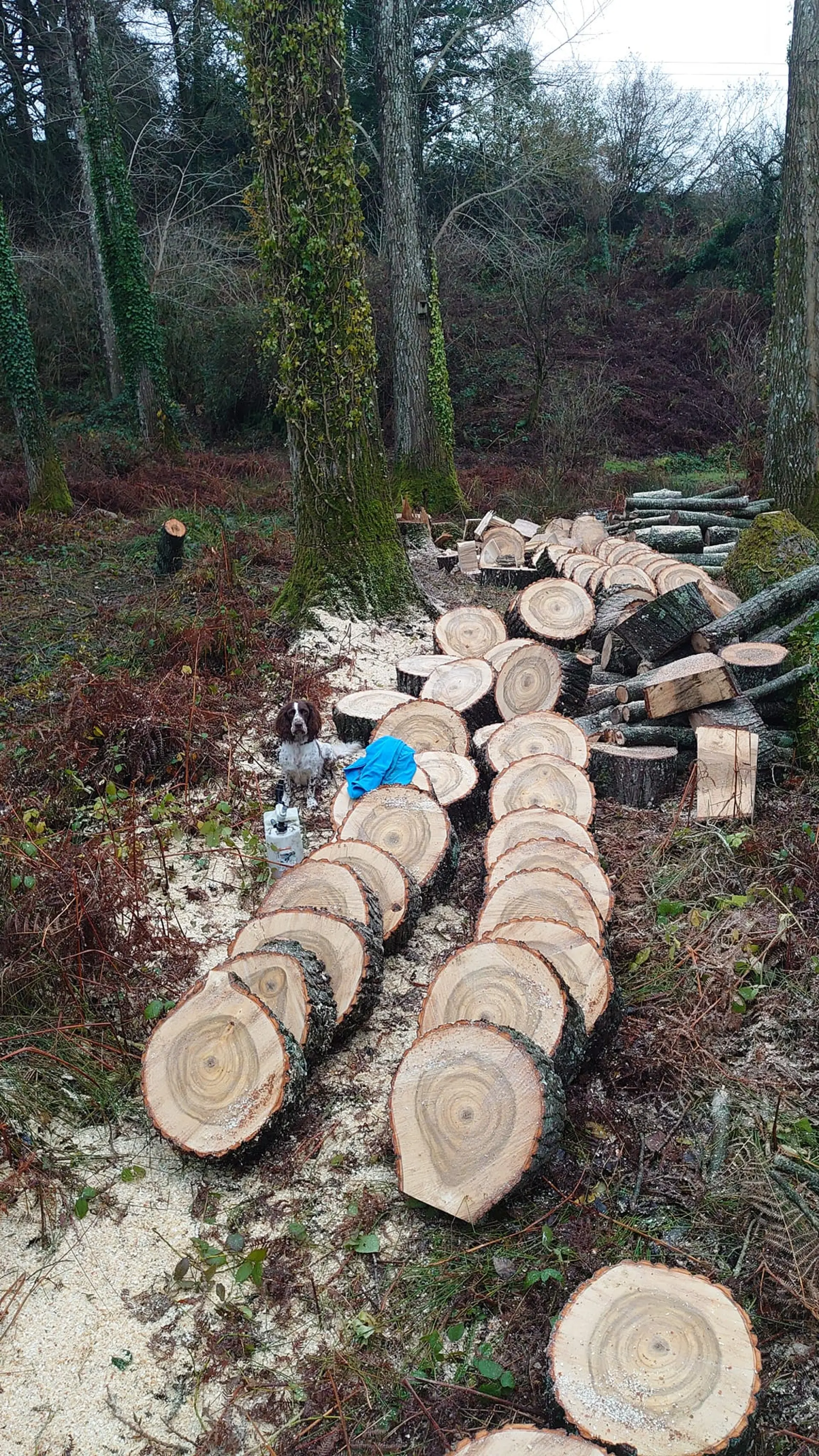 Timber Milling Taunton, Somerset and Wellington 