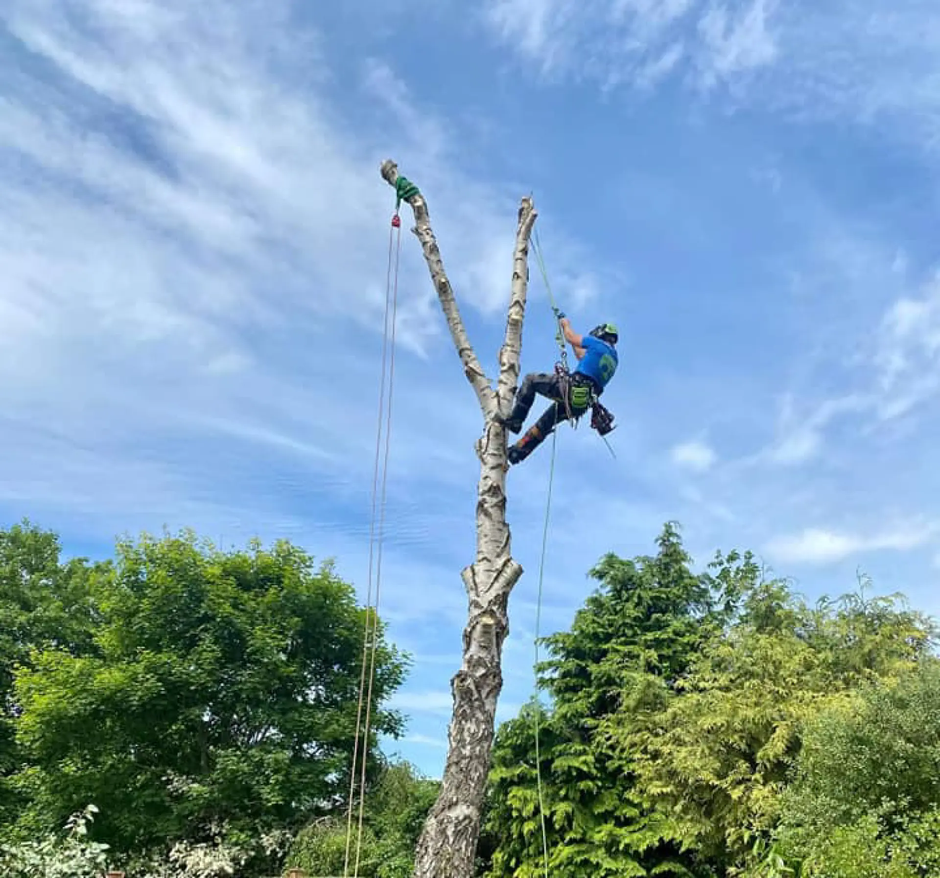 Tree Surgery Somerset and Wellington 