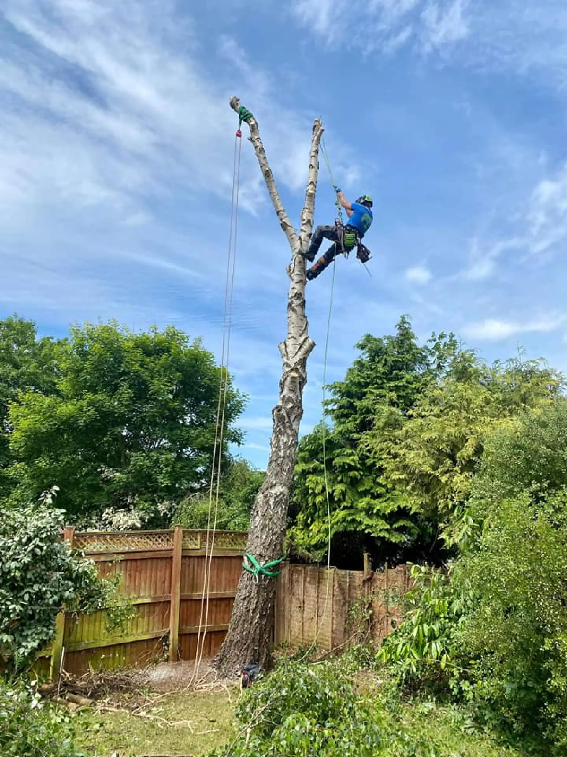  Tree Surgery Taunton, Somerset and Wellington 