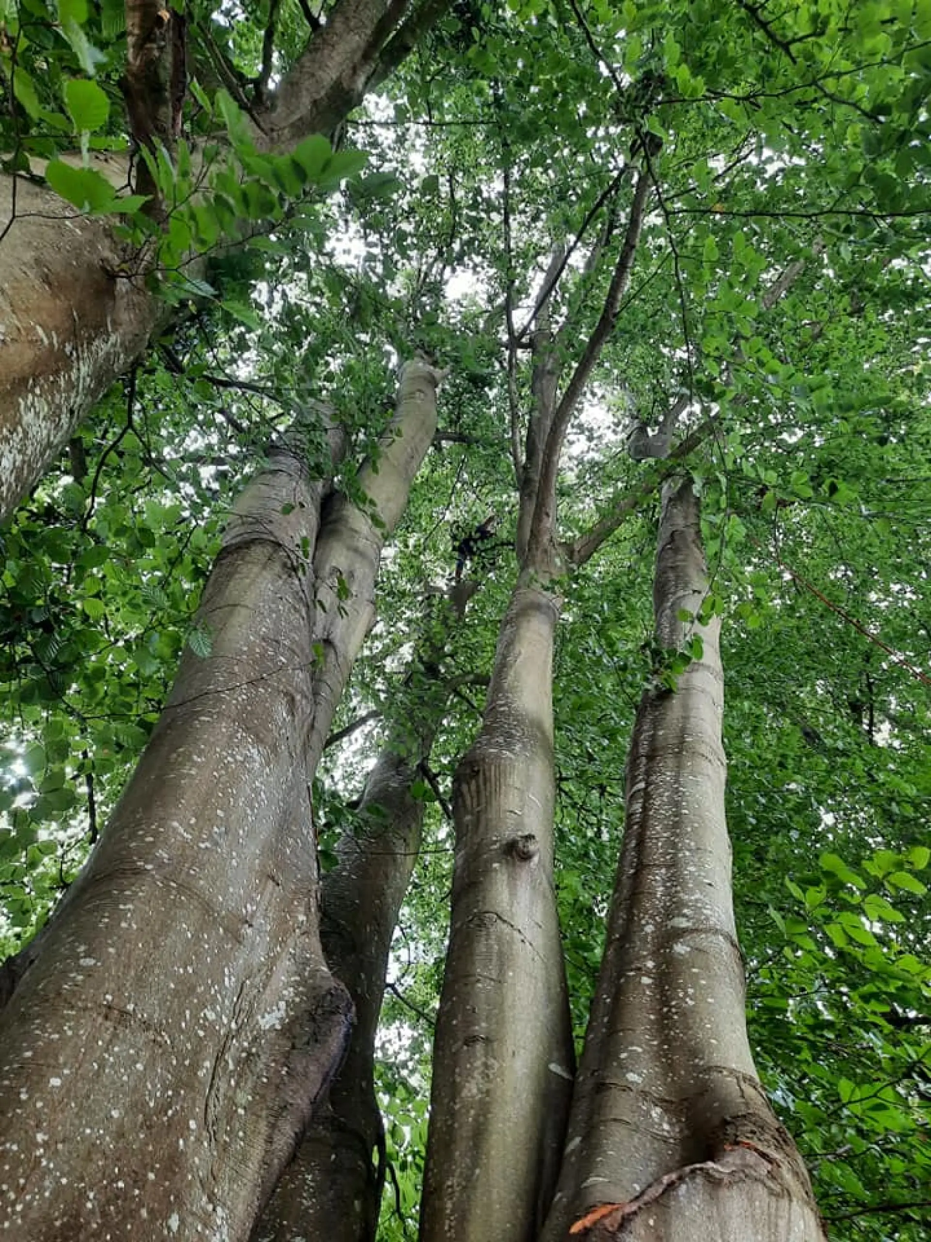 Arboricultural Surveyor Taunton