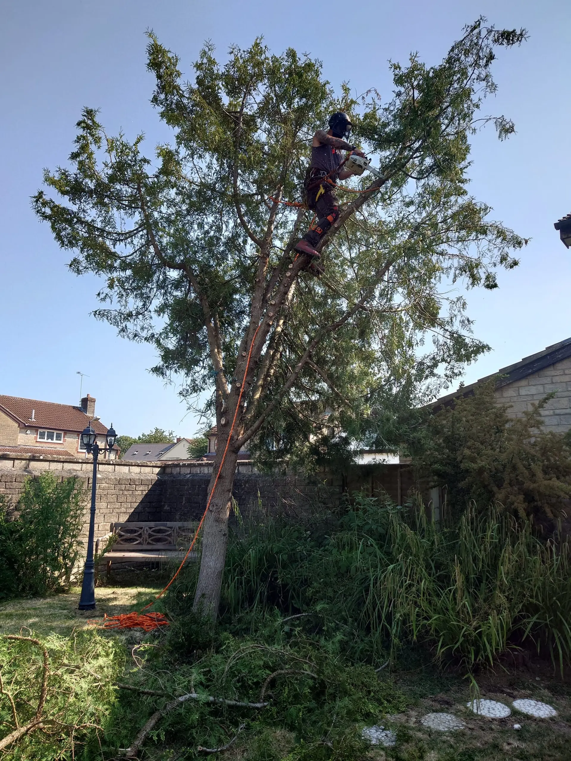 Tree Inspection Services Taunton, Somerset and Wellington 