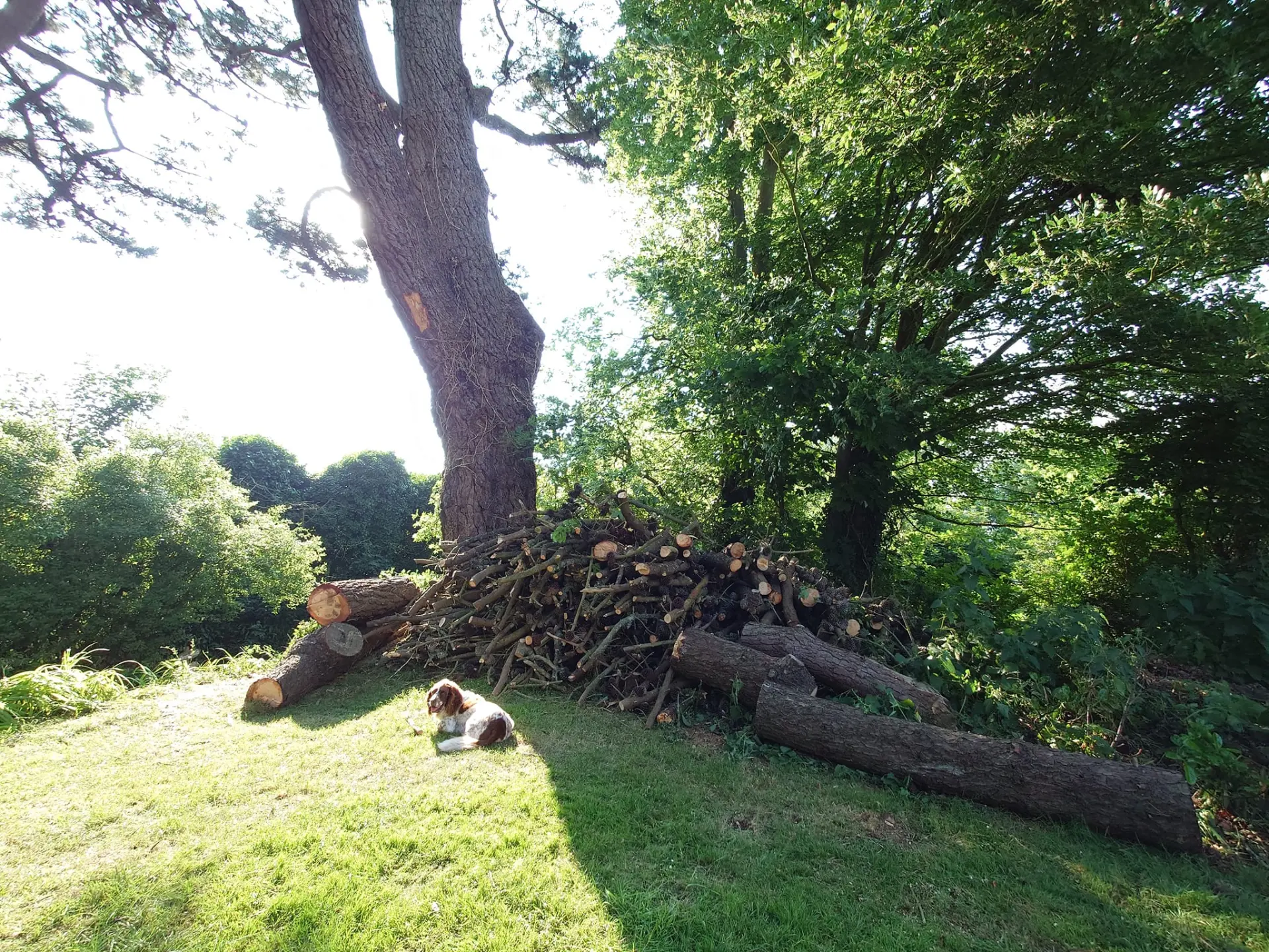 Tree Surveying Somerset and Wellington 