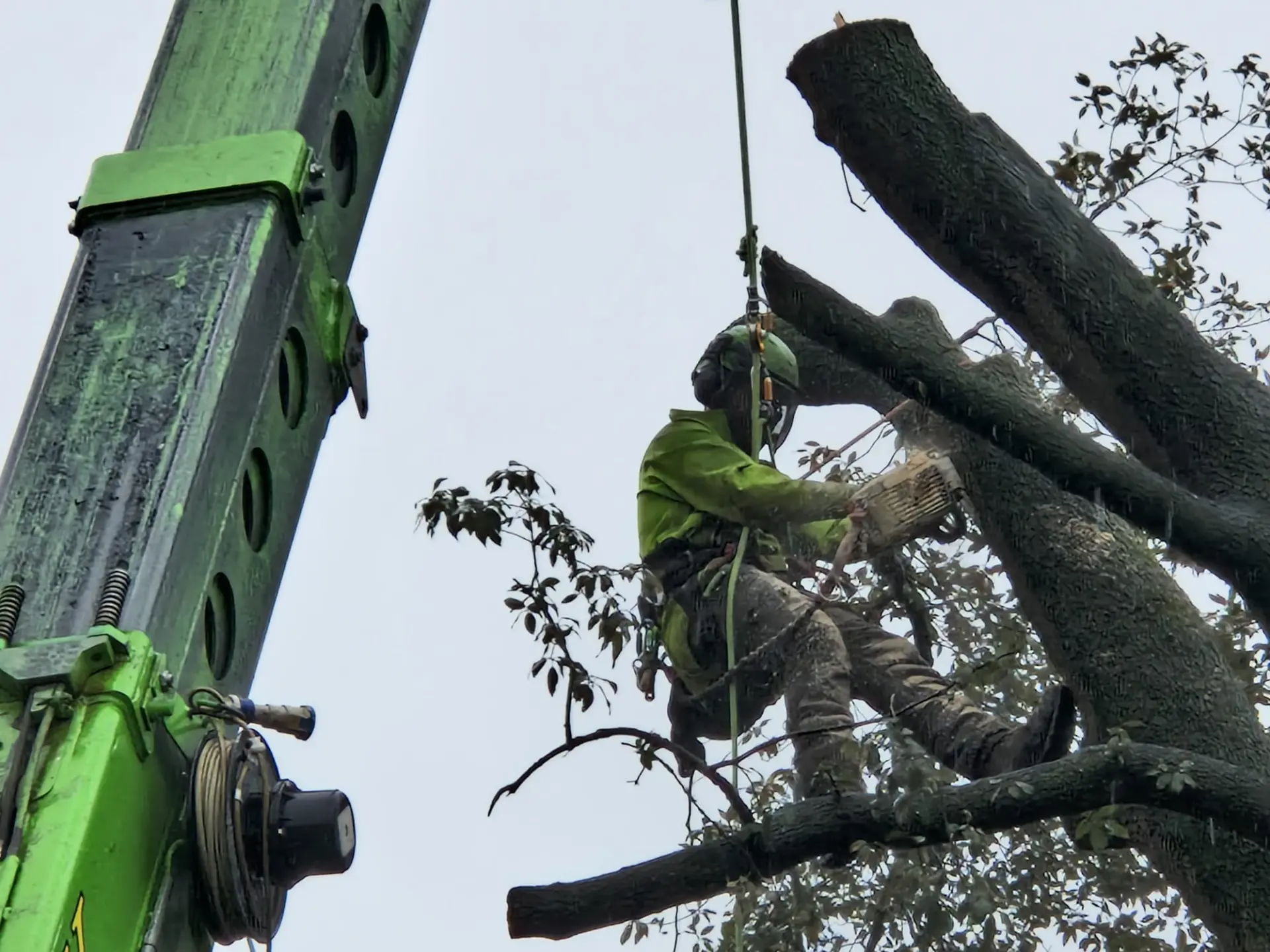 Tree Surveyor Taunton, Somerset and Wellington 